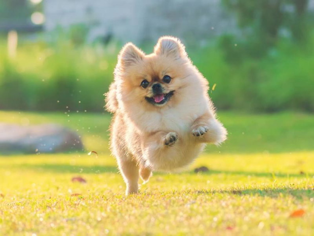 njadrozszy-pies-swiata-pomeranian-2494443-c317924