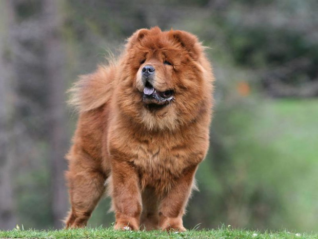 najdrozsze-psy-swiata-chow-chow-2494439-61b0015