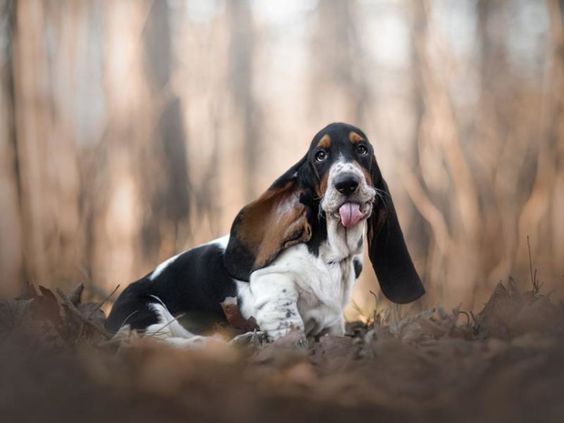 najdrozsze-psy-swiata-basset-2494442-bcbde6d