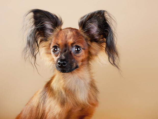 najdrozsze-psy-swiata-russian-toy-terrier-2494437-86d2c1b