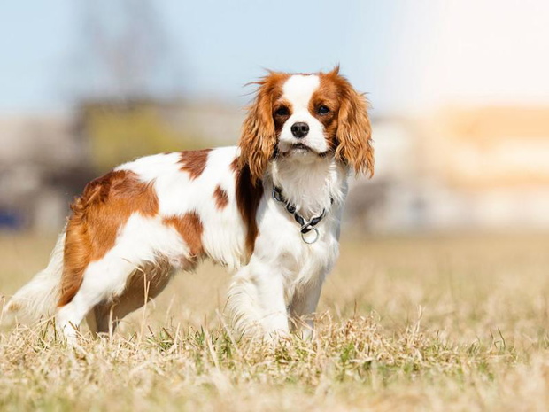 najdrozsze-psy-swiata-cavalier-king-charles-spaniel-2494440-fa223ec