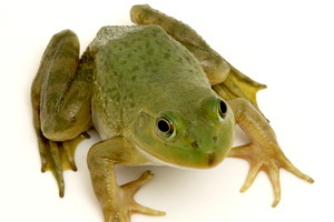 Nieznane