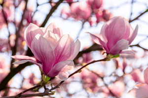 Magnolia