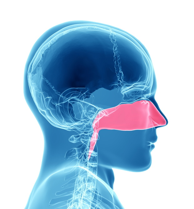 Sinuses - Breathing