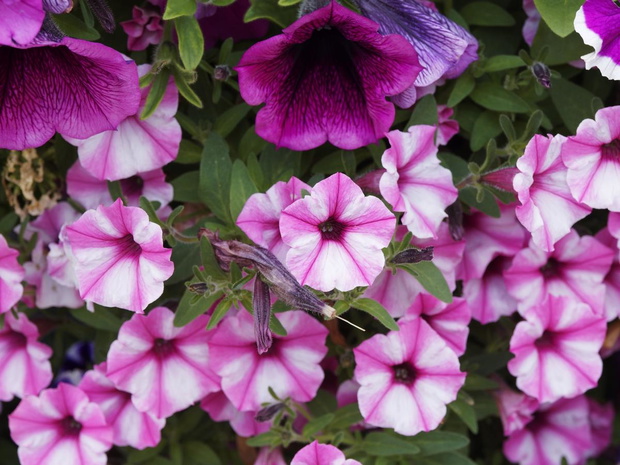 petunia-raspberry-2470078-d9a718b