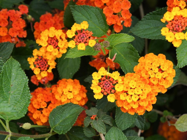 lantana-calippo-orange-2470080-ca195c9