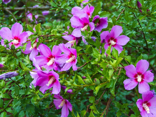 hibiscia-adonis-2470081-9c3964d