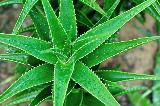 aloes2-ac645b3