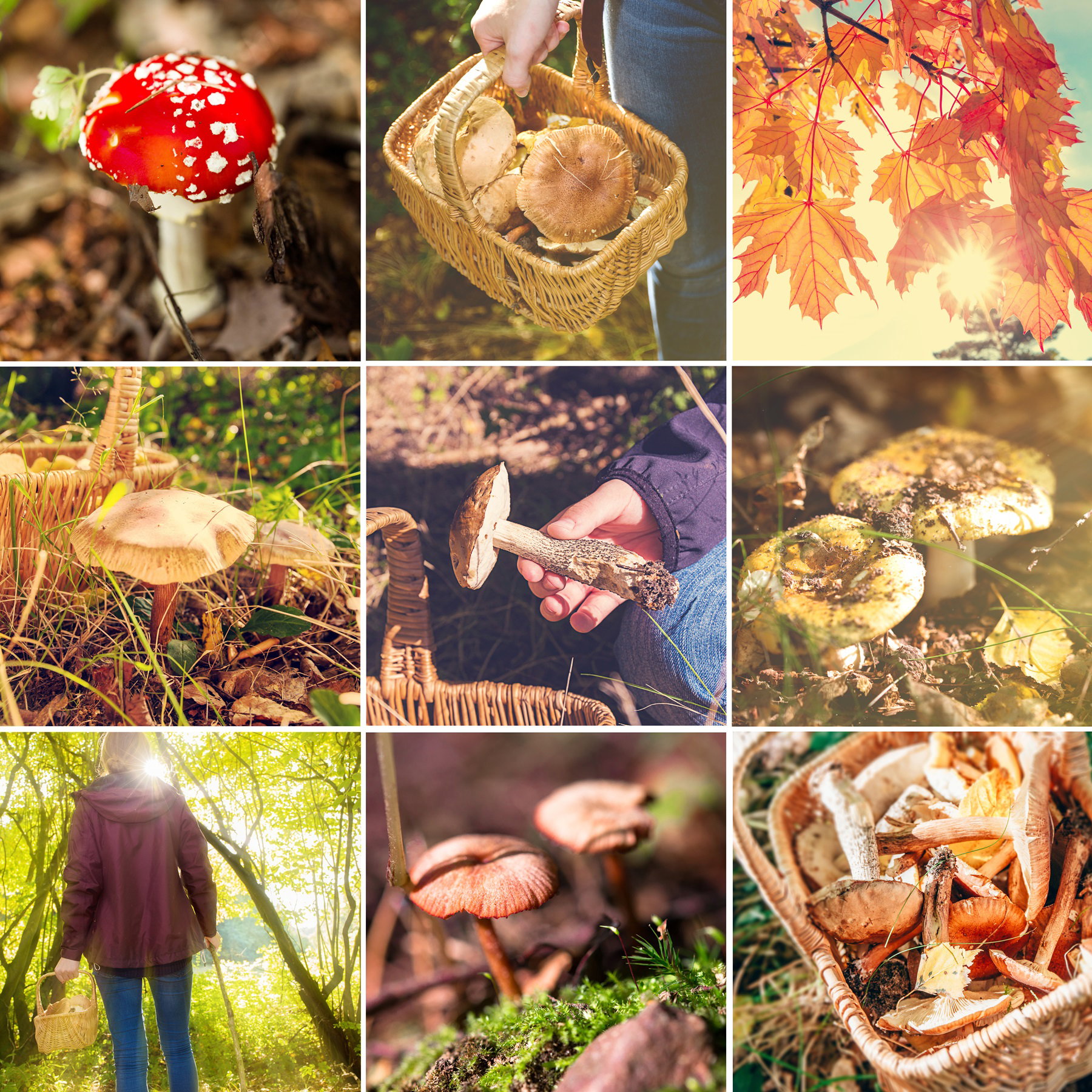 Fotolia