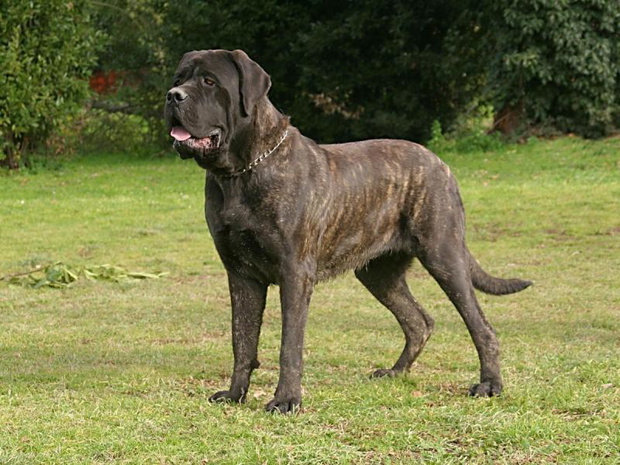 najwieksza-rasa-psa-mastiff-2481804-07edd29