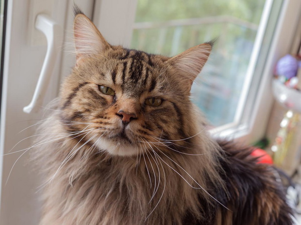 maine-coon-2439068-3c86de3
