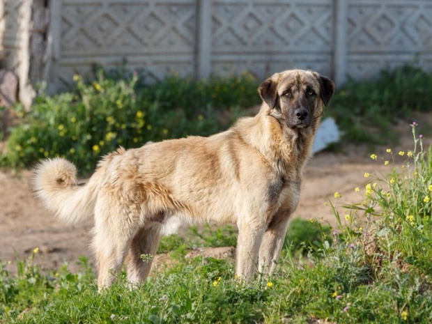 najwieksza-rasa-psa-kangal-2481803-ba87f15