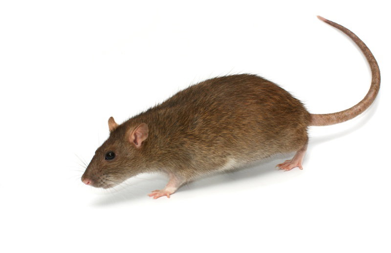 Nieznane
