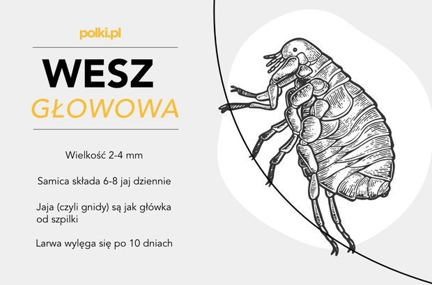 wesz-glowowa-2443187-601b2a2