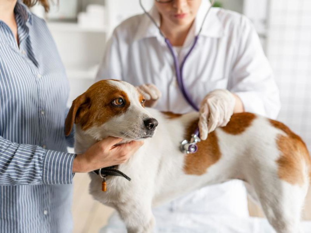 rotawirus-u-psa-objawy-2486832-efb190b