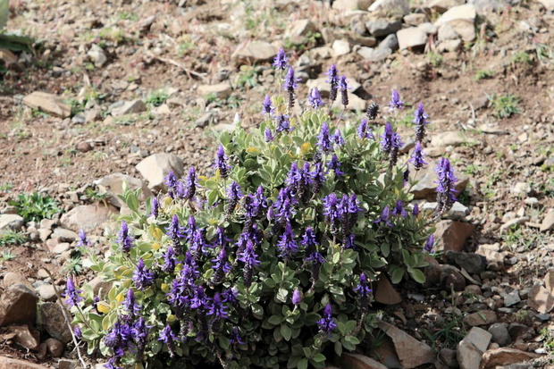 roslina-odstraszajaca-psy-i-koty-coleus-canina-2468770-7d3a412