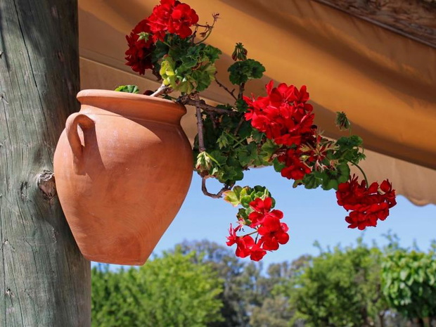 kwiaty-na-balkon-wschodni-pelargonia-2482664-1337692