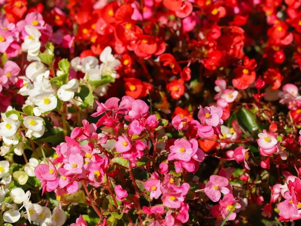 kwiaty-na-balkon-wschodni-begonia-2482667-40e0280