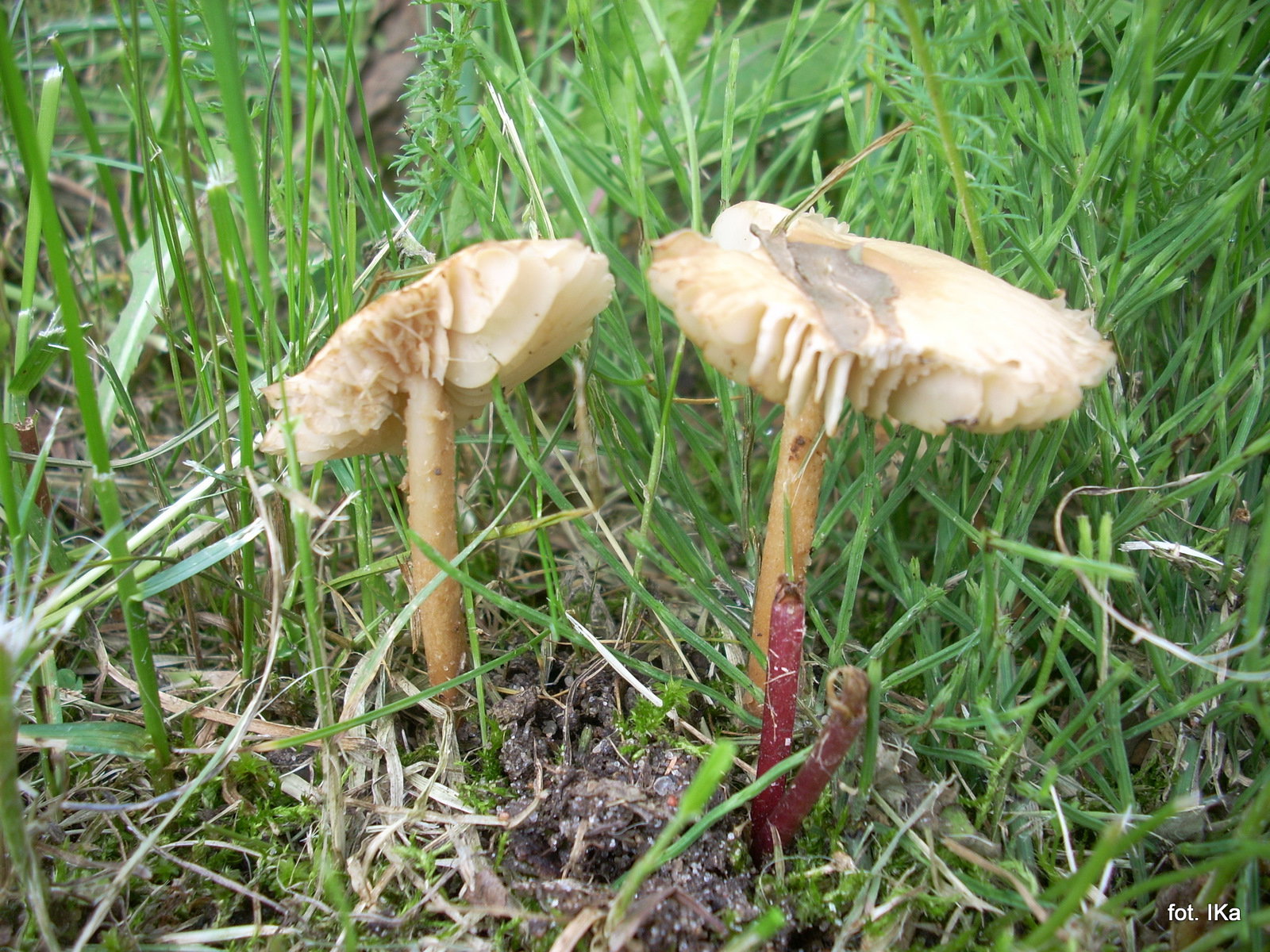 Twardzioszek przydrożny (Marasmius oreades)