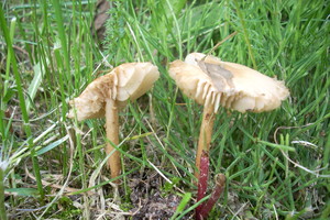 Twardzioszek przydrożny (Marasmius oreades)