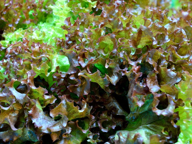 rodzaje-salat-debolistna-2498940-cdea5fb