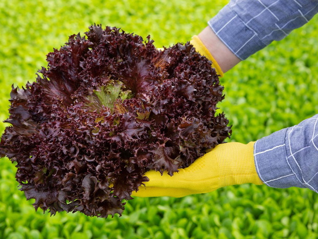 rodzaje-salat-lollo-rosso-2498942-933bb84