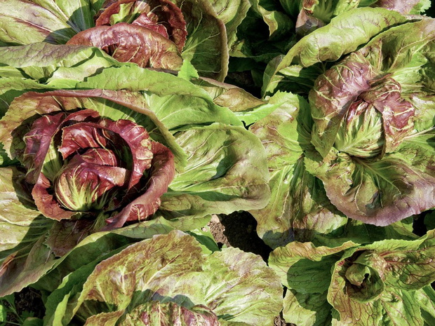 rodzaje-salat-radicchio-2498945-505ecc7