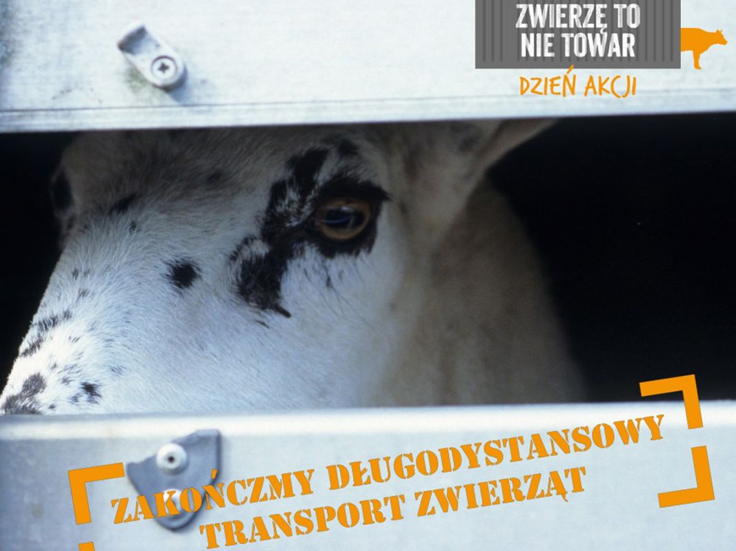 Zwierzę to nie towar