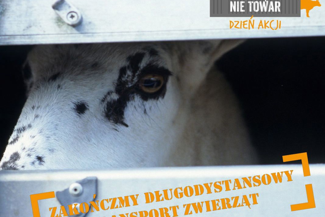 Zwierzę to nie towar