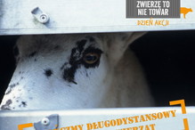 Zwierzę to nie towar