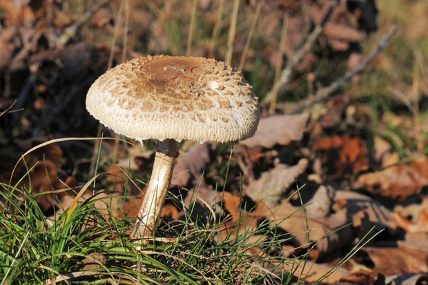 czubajka-kania-a-muchomor-sromotnikowy-zdjecia-2459042-9029ded