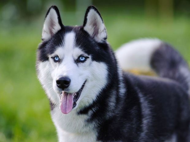 husky-syberyjski-2436398-42b4e6d