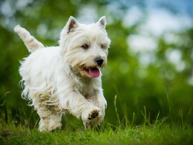 west-highland-white-terrier-cena-2508233-0ef4f11