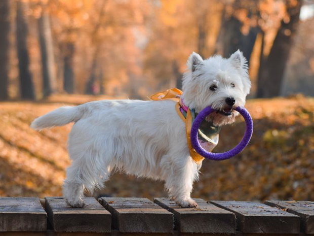 west-highland-white-terrier-hodowla-2508236-be3f10d
