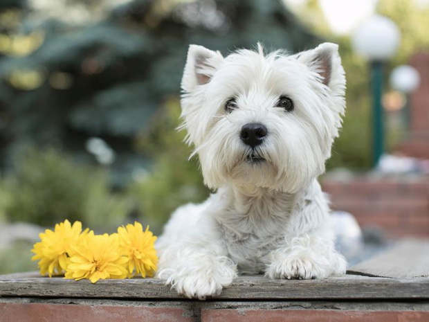 west-highland-white-terrier-waga-2508234-1003f90