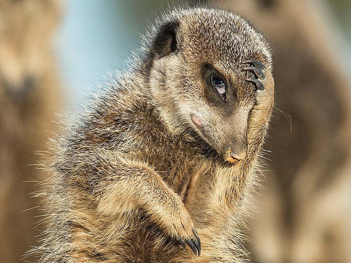 Zabawne zdjęcia zwierząt z konkursu "Comedy Wildlife Photography 2016