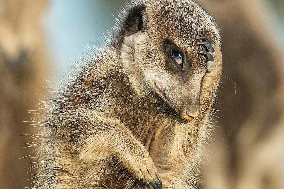 Zabawne zdjęcia zwierząt z konkursu "Comedy Wildlife Photography 2016