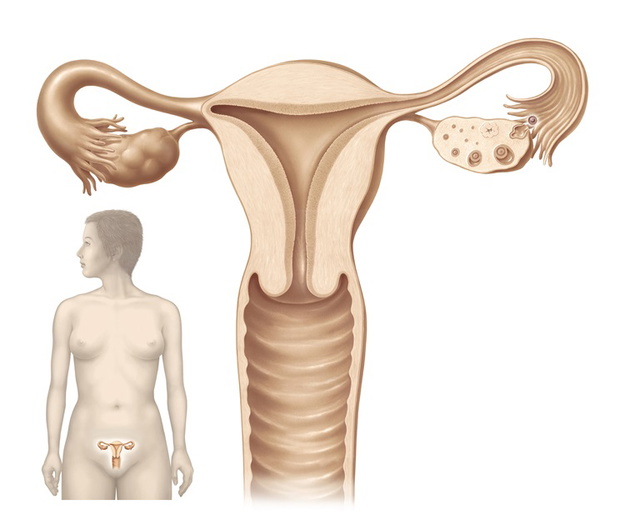 Gebärmutter und Eisprung