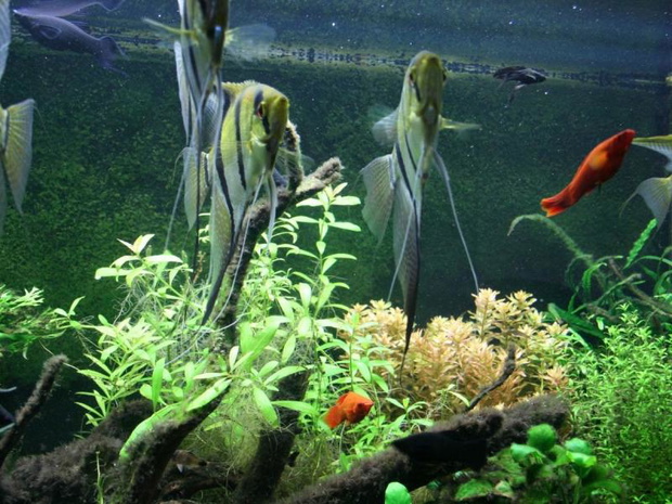 rybki-w-akwarium-towarzyskim-2481618-ba44b52