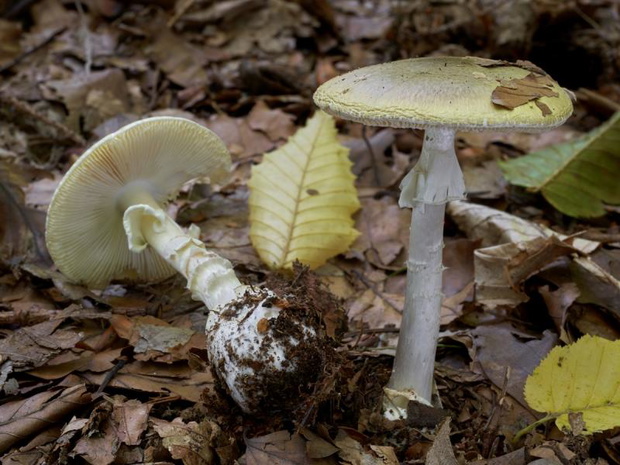 zatrucie-muchomorem-sromotnikowym-wyglad-2518090-bcb0434