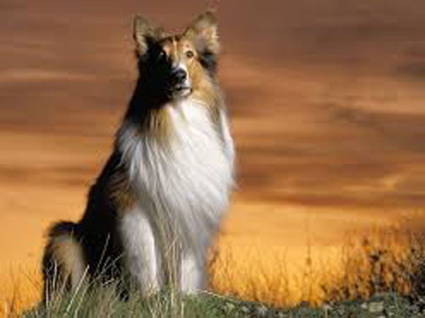 Lassie
