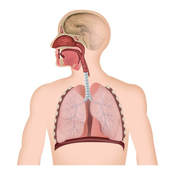 Fotolia