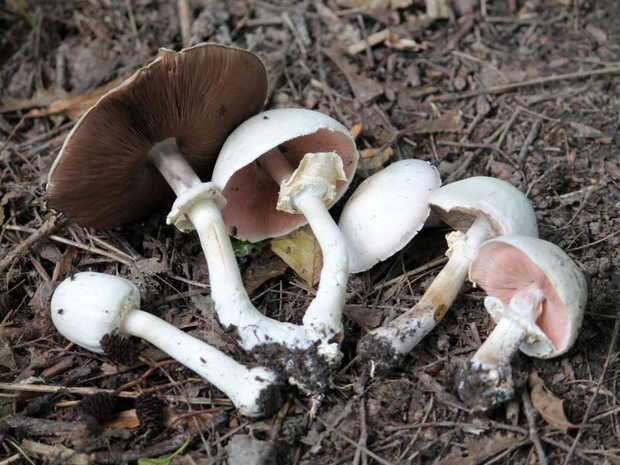 pieczarka-zoltawa-agaricus-xanthodermus-2501920-09ee647