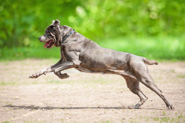cane-corso-2434815-0bdc8ee