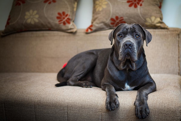 pies-cane-corso-na-kanapie-2434887-c05487f