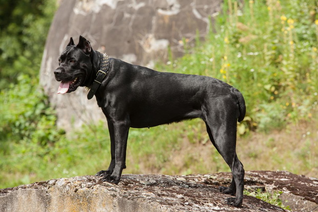 cane-corso-2434817-a3897bc
