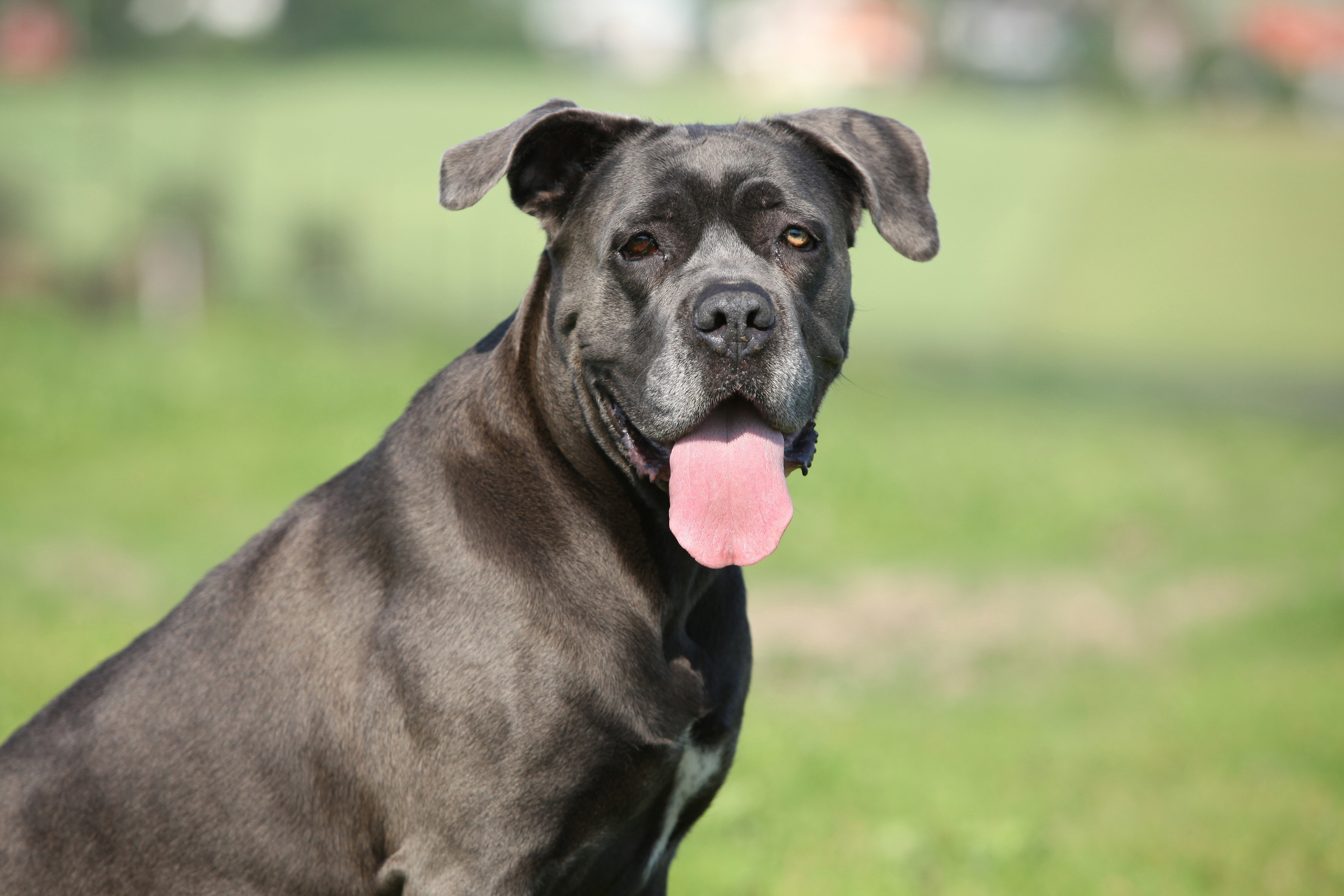 Cane Corso