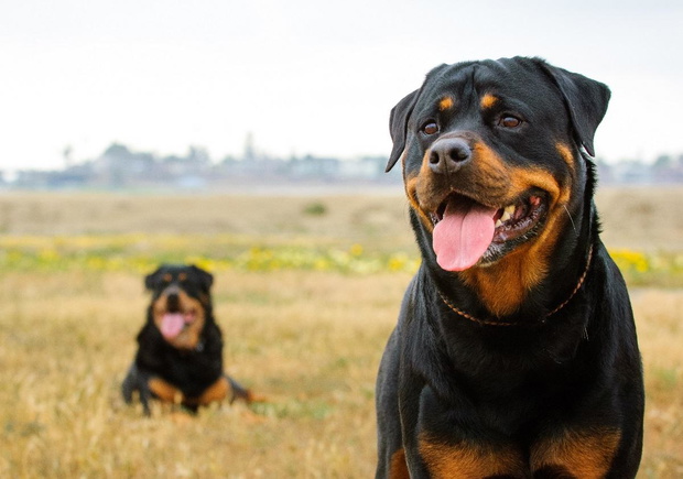 rottweiler-charakter-2436210-ad29e01