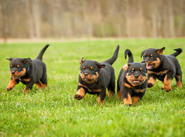rottweiler-szczeniak-2436211-9502c72