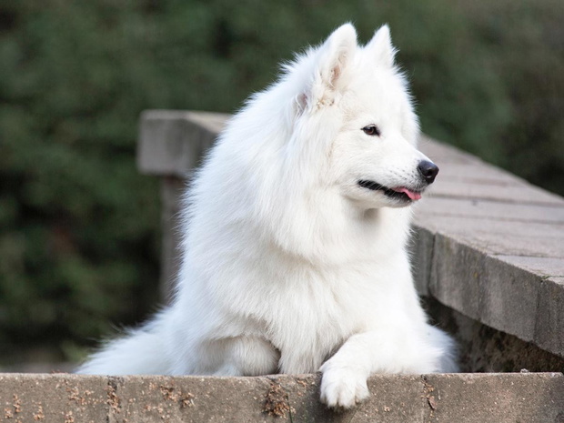 samojed-2436328-450b778
